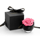 Pink rose in a black container with a matching black box on a white background