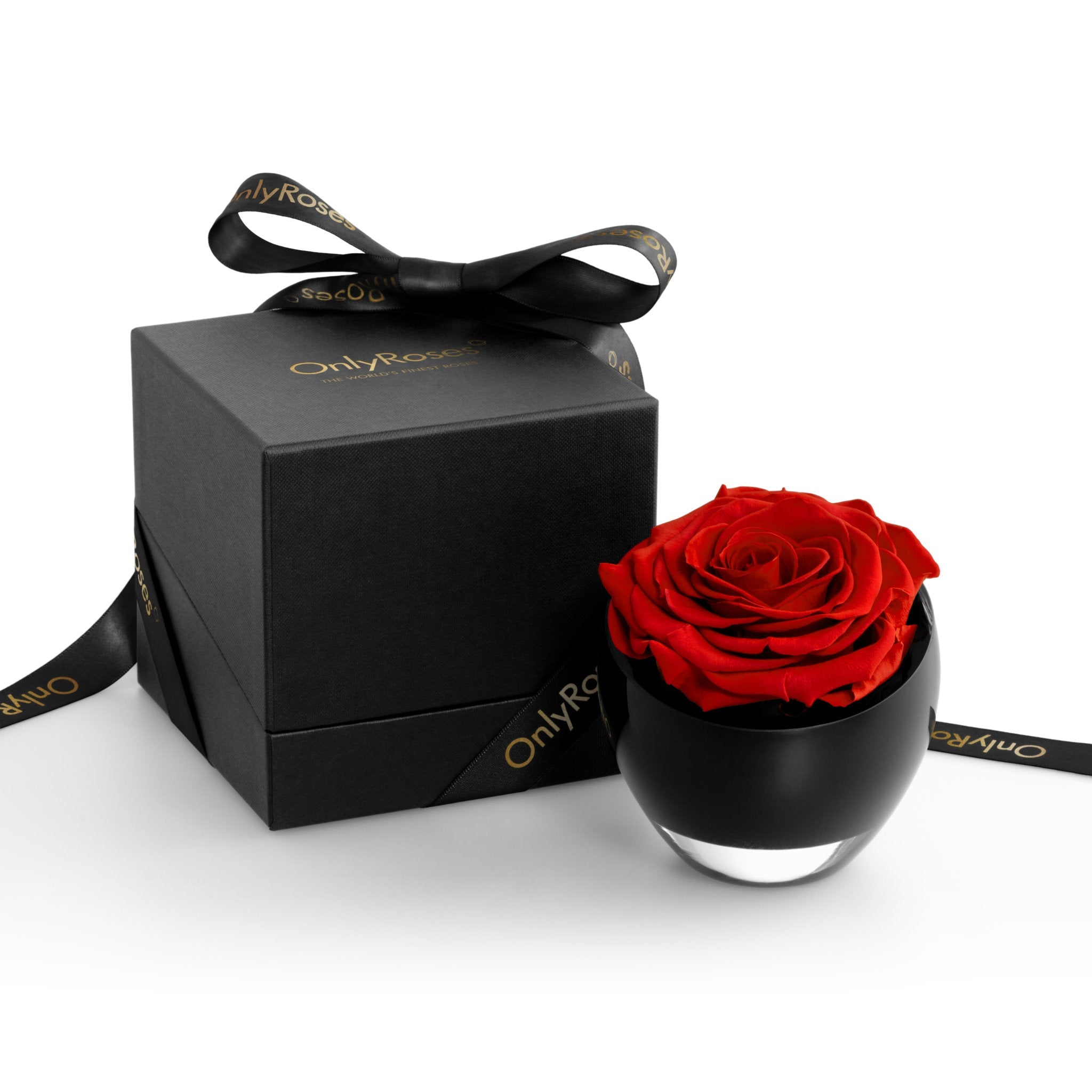 Black box with a red rose inside on a white background
