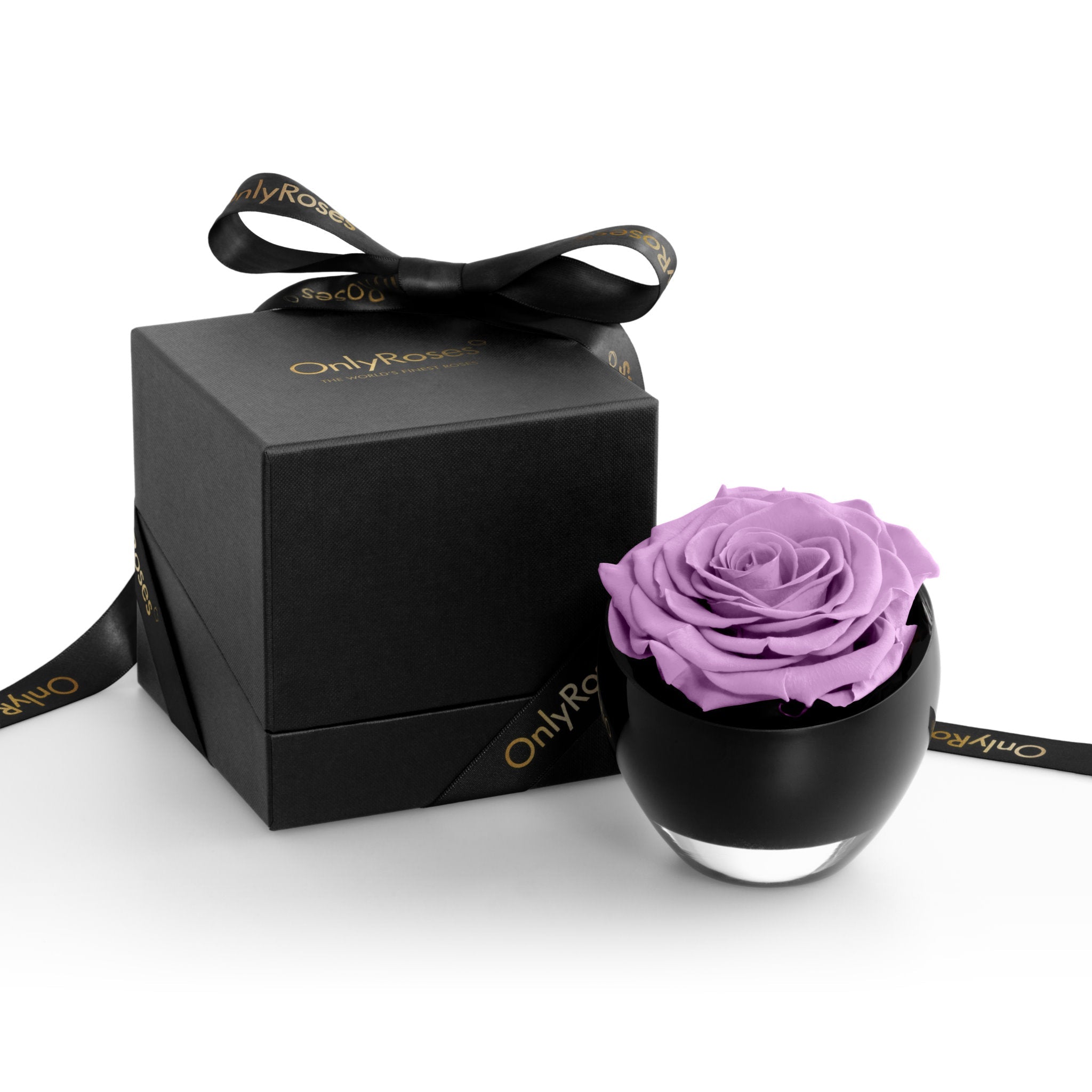 Purple rose in a black container with a matching box on a white background