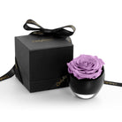 Purple rose in a black container with a matching box on a white background
