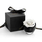 White rose in a black container with a matching box on a white background