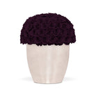 White vase with a large ball of dark purple roses on a white background
