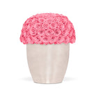 Vase filled with pink roses on a white background