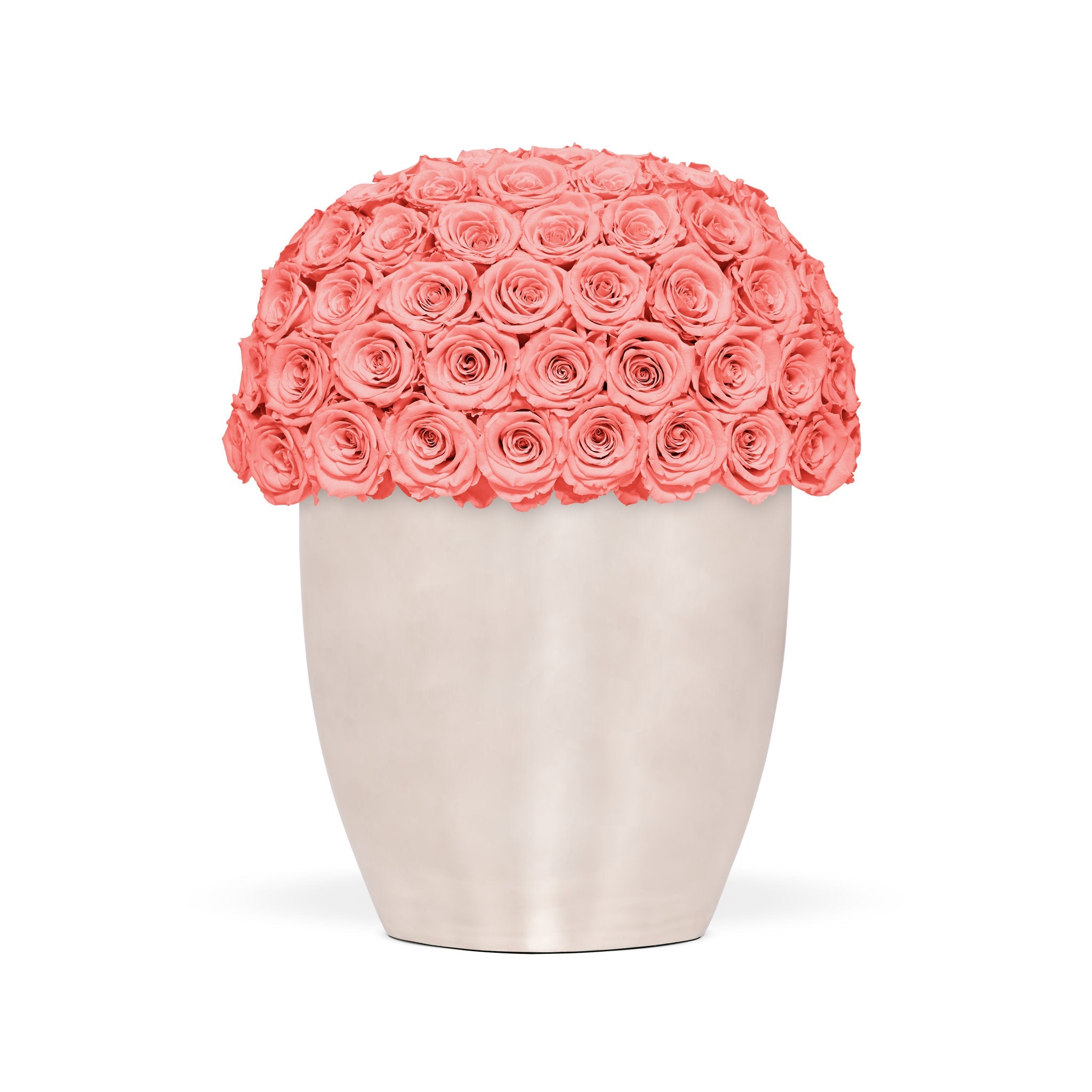 Vase filled with coral pink roses on a white background