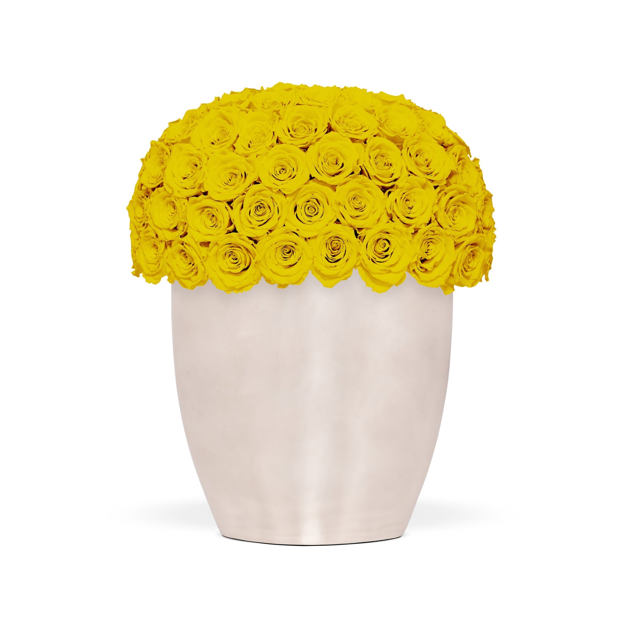 White vase filled with yellow roses on a white background
