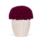 White vase filled with dark red roses on a white background