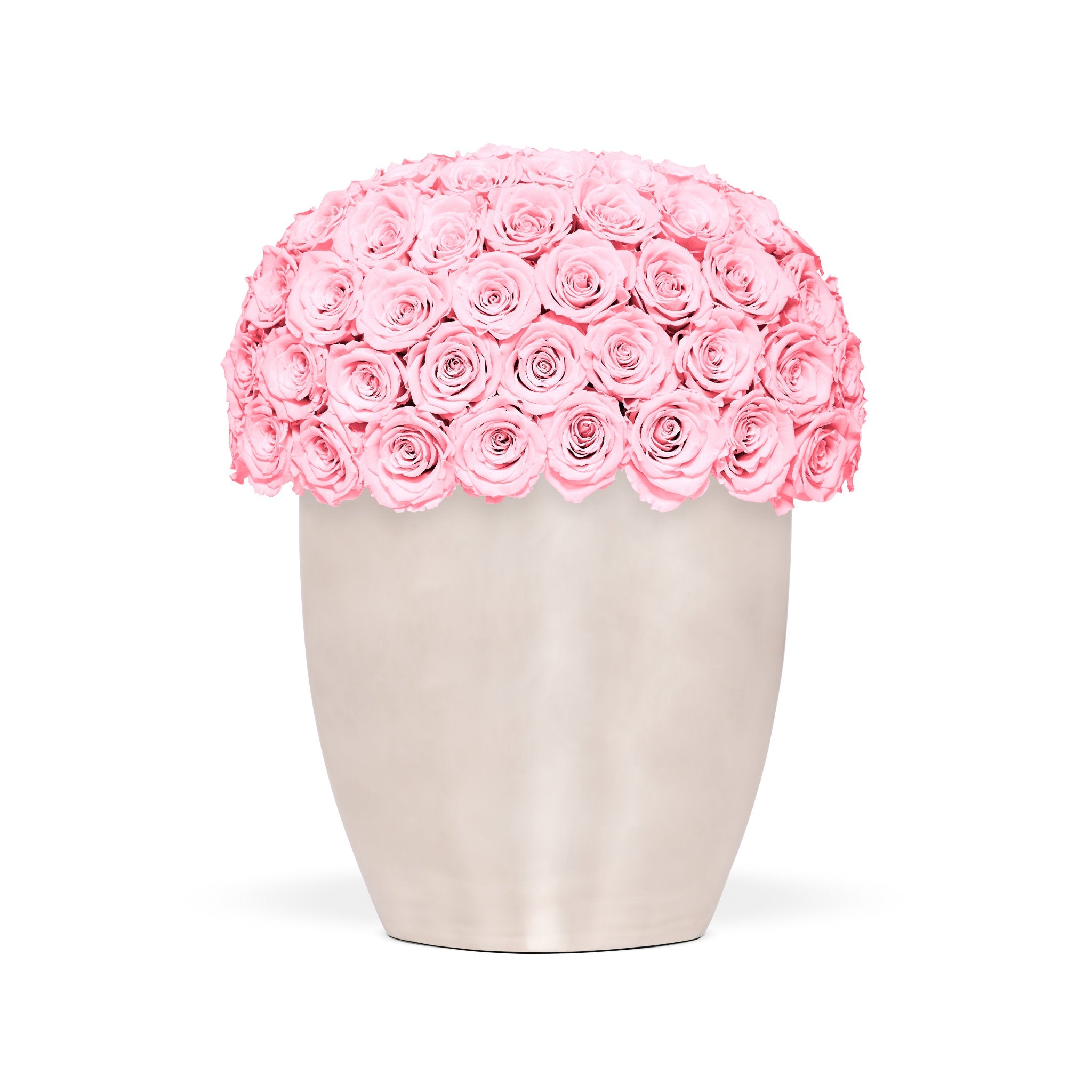 Beige vase filled with pink roses on a white background