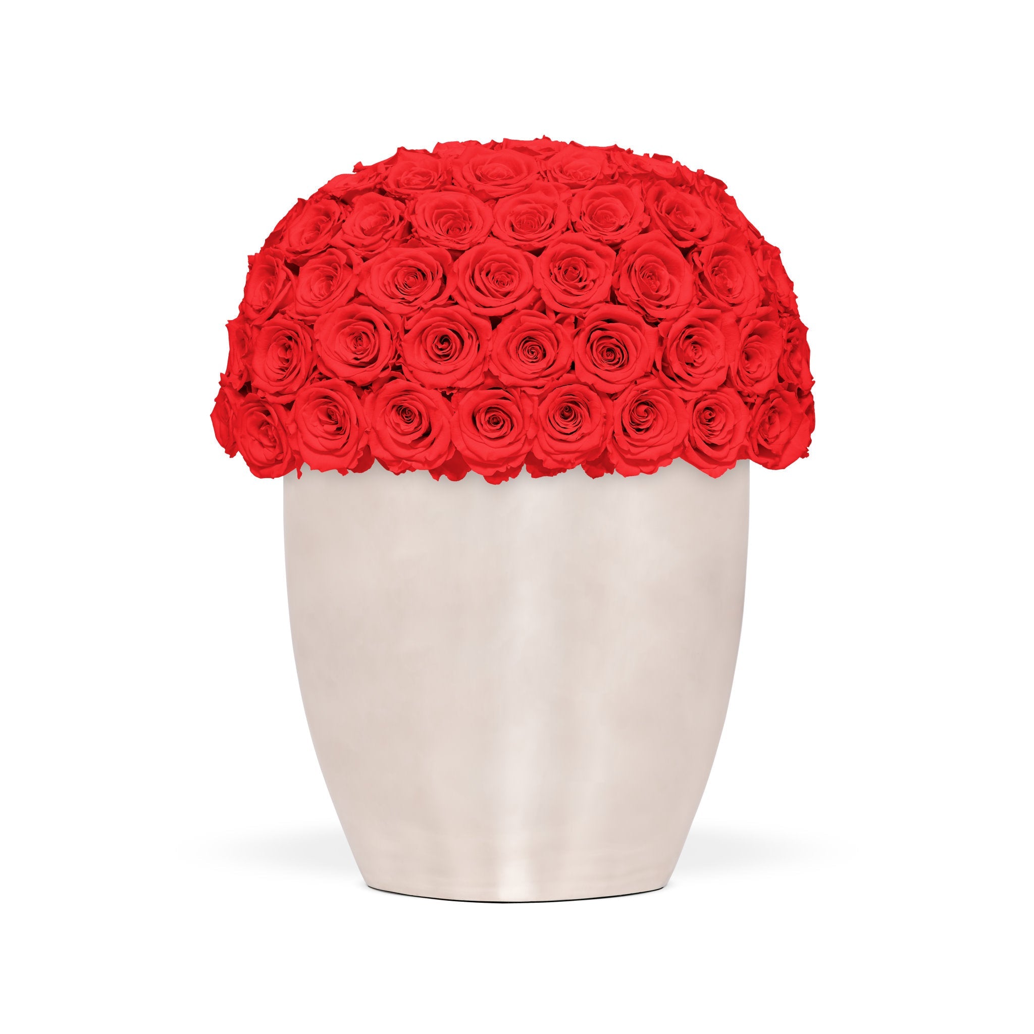White vase filled with red roses on a white background