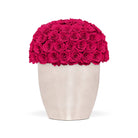White vase filled with bright pink roses on a white background