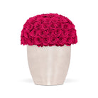 White vase filled with bright pink roses on a white background