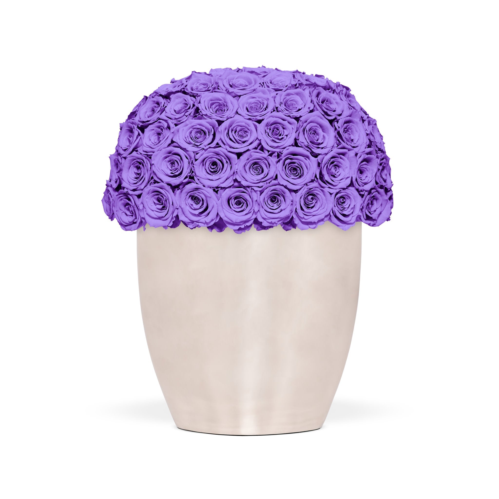 Vase filled with purple roses on a white background