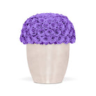 Vase filled with purple roses on a white background