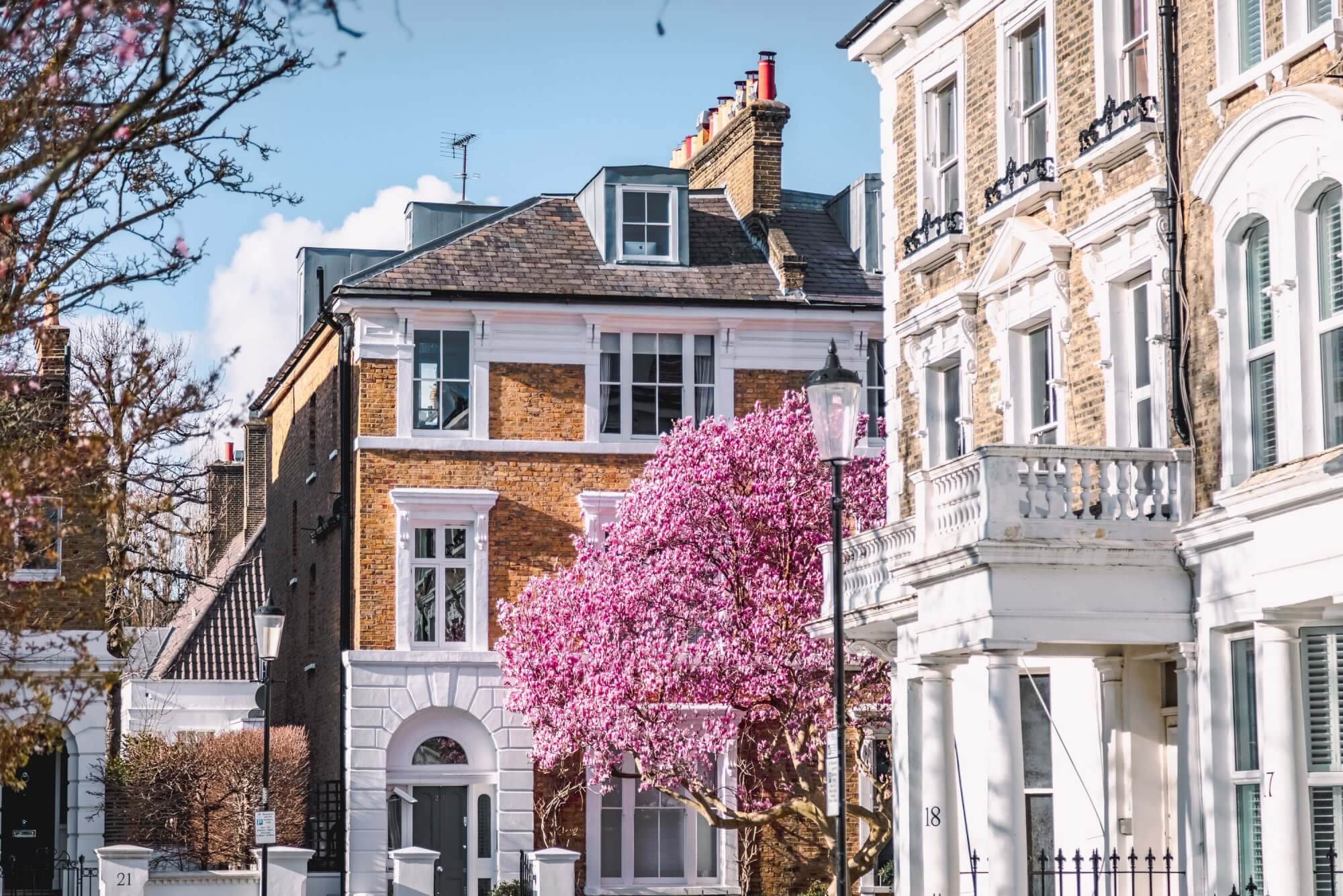 Stately homes with a pink flowering tree in front on a clear day.